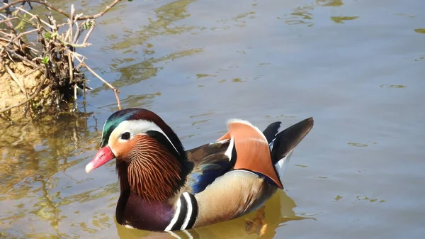 Mandarinand Vattnet — Stockfoto