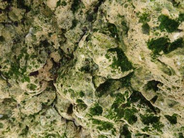 Sahilde deniz kabuğu