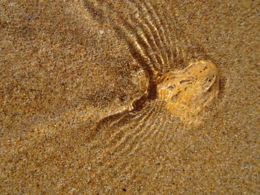 Sahilde deniz kabuğu