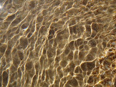 Sahilde deniz kabuğu