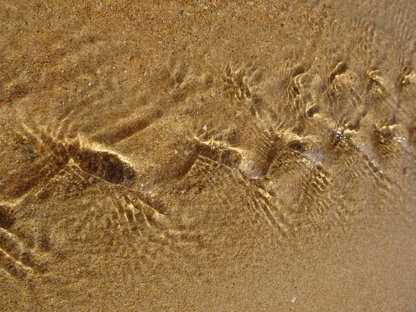 Muschel Strand — Stockfoto