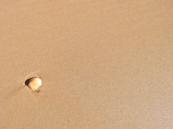 Conchiglia Sulla Spiaggia — Foto Stock