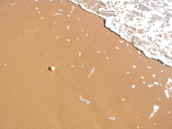 Snäcka Stranden — Stockfoto