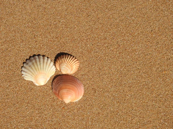 Schelpen Het Strand — Stockfoto