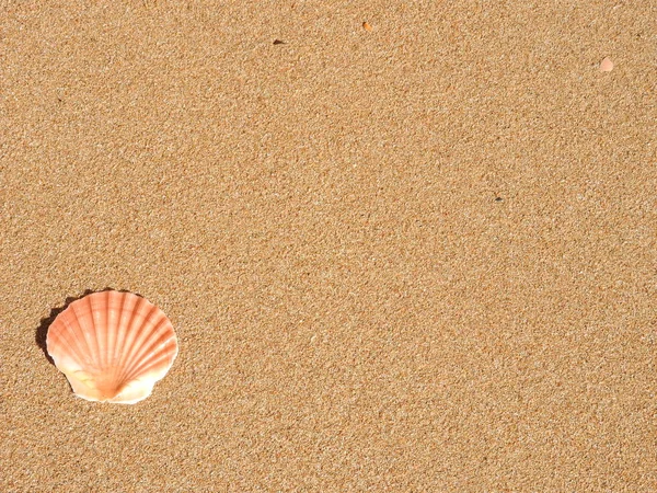 Schelpen Het Strand — Stockfoto