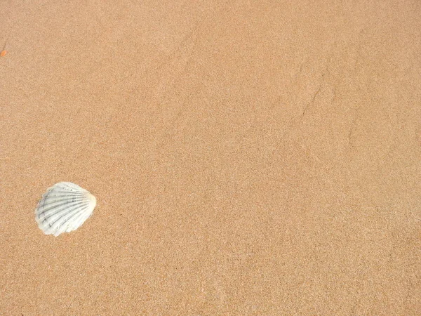 Seashell Beach — Stock Photo, Image