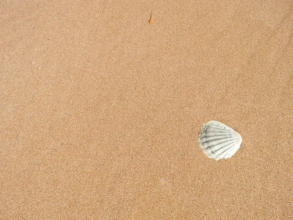 Coquillage Sur Plage — Photo