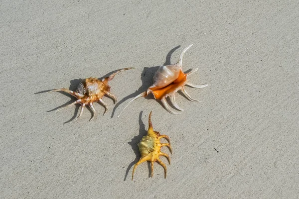 Schelpen Het Strand — Stockfoto