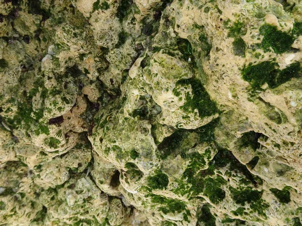 Sahilde deniz kabuğu