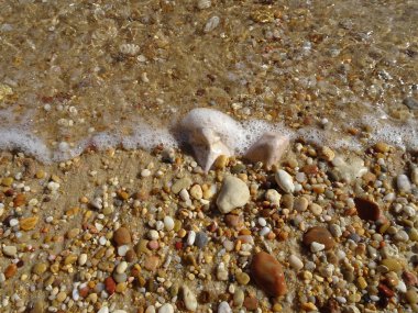 Sahilde deniz kabuğu