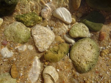 Sahilde deniz kabuğu