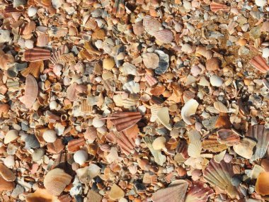 Sahilde deniz kabuğu