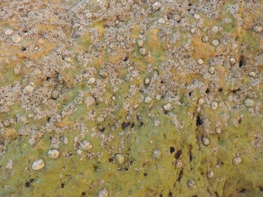 Sahilde deniz kabuğu