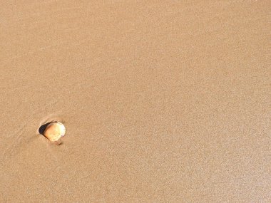 Sahilde deniz kabuğu