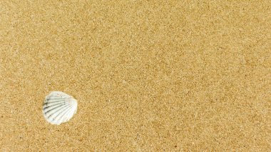 Sahilde deniz kabuğu