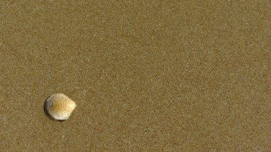 Sahilde deniz kabuğu