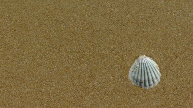 Sahilde deniz kabuğu