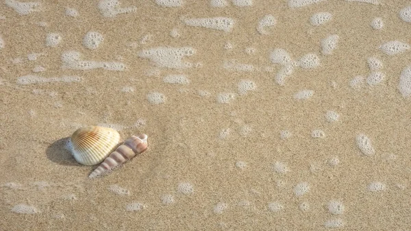 Морская Ракушка Пляже — стоковое фото