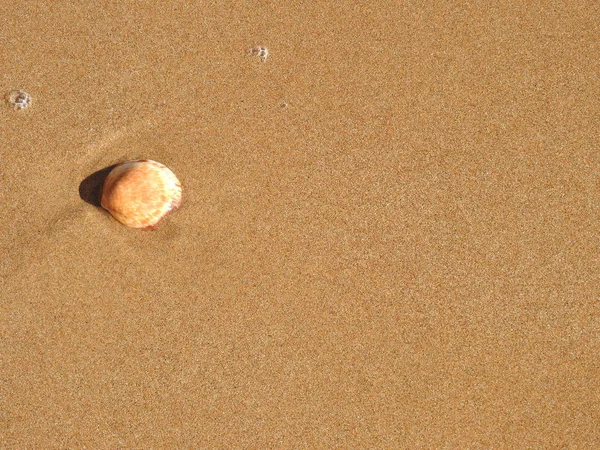 Conchiglia Sulla Spiaggia — Foto Stock