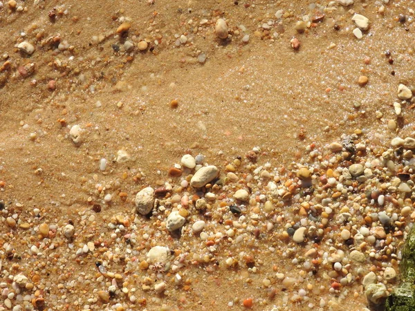 Conchiglia Sulla Spiaggia — Foto Stock
