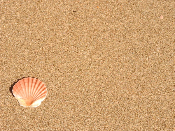 Морська Черепашка Пляжі — стокове фото