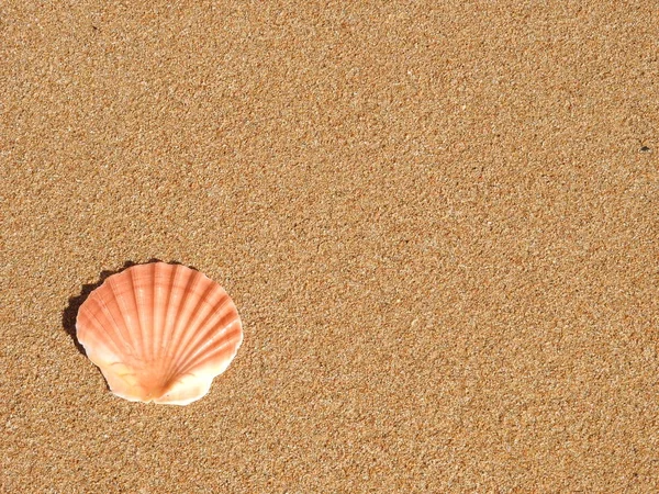 Schelpen Het Strand — Stockfoto