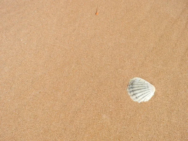 Conchiglia Sulla Spiaggia — Foto Stock