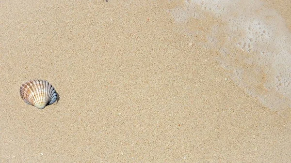 Κοχύλι Στην Παραλία — Φωτογραφία Αρχείου