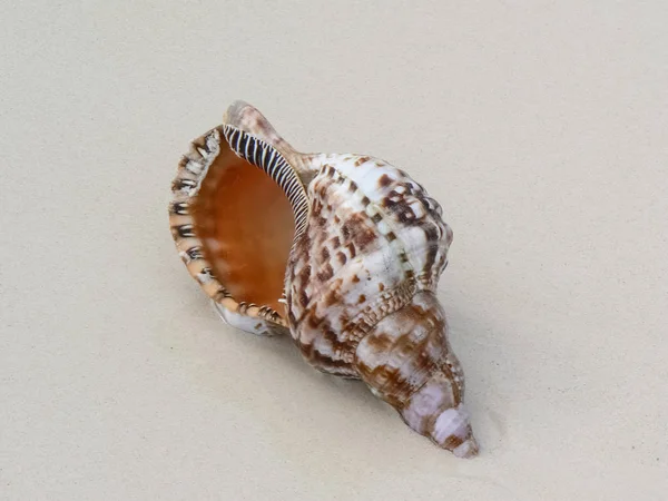 Seashell Beach — Stock Photo, Image