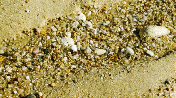 Conchiglia Sulla Spiaggia — Foto Stock