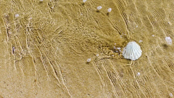 Conchiglia Sulla Spiaggia — Foto Stock