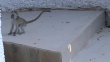 Kenya 'da bir otel bölgesinde maymunlar