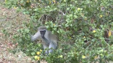 Kenya 'da bir otel bölgesinde maymunlar