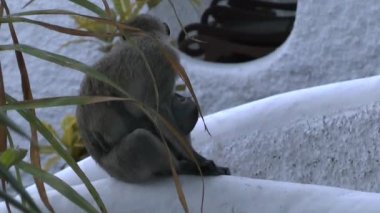 Kenya 'da bir otel bölgesinde maymunlar