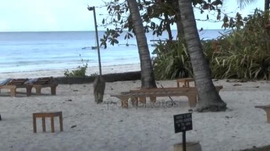 Kenya 'da bir otel bölgesinde maymunlar