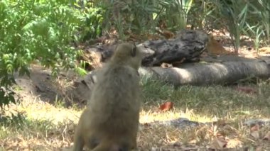 Maymunlar bir otel bölgesinde Kenya