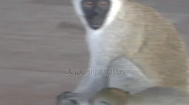 Maymunlar bir otel bölgesinde Kenya
