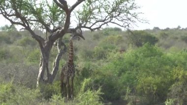 Savannah Safari Kenya zürafa