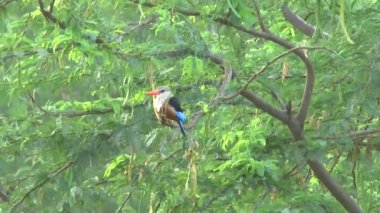Kingfisher ağaçta Kenya