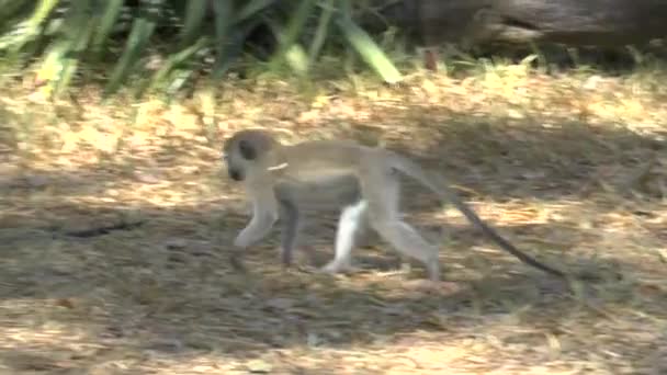 Małpy Okolicy Hotelu Kenii — Wideo stockowe