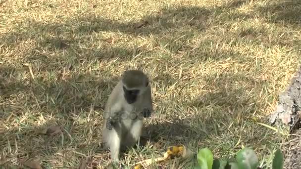 Scimmie Una Zona Alberghiera Kenya — Video Stock