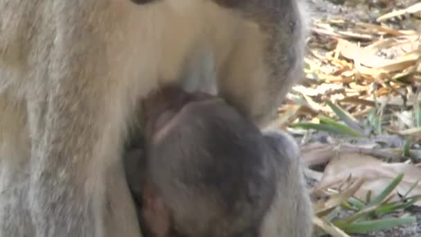 Monos Una Zona Hotel Kenia — Vídeo de stock