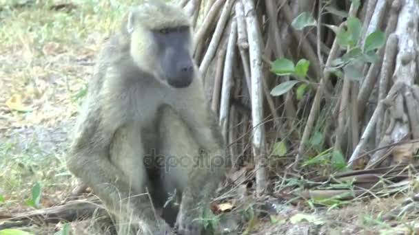 Scimmie Una Zona Alberghiera Kenya — Video Stock