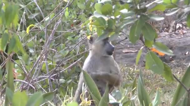 Affen Einem Hotelbereich Kenia — Stockvideo