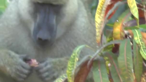 Monos Una Zona Hotel Kenia — Vídeo de stock