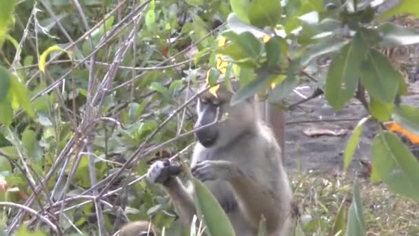 Scimmie Una Zona Alberghiera Kenya — Video Stock