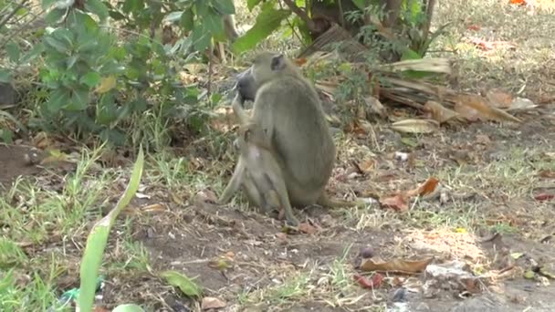 Apen Een Hotelgebied Kenya — Stockvideo