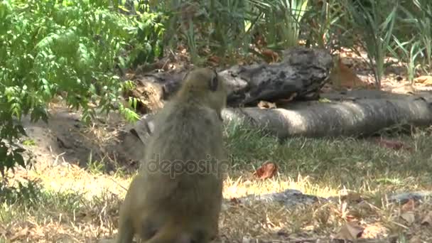 Macacos Uma Área Hotel Quênia — Vídeo de Stock