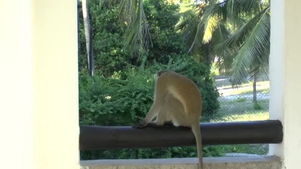 Monkeys Hotel Area Kenya — Stock Video