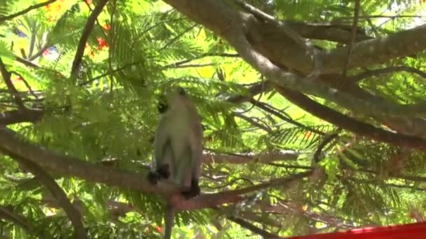 Monkeys Hotel Area Kenya — Stock Video